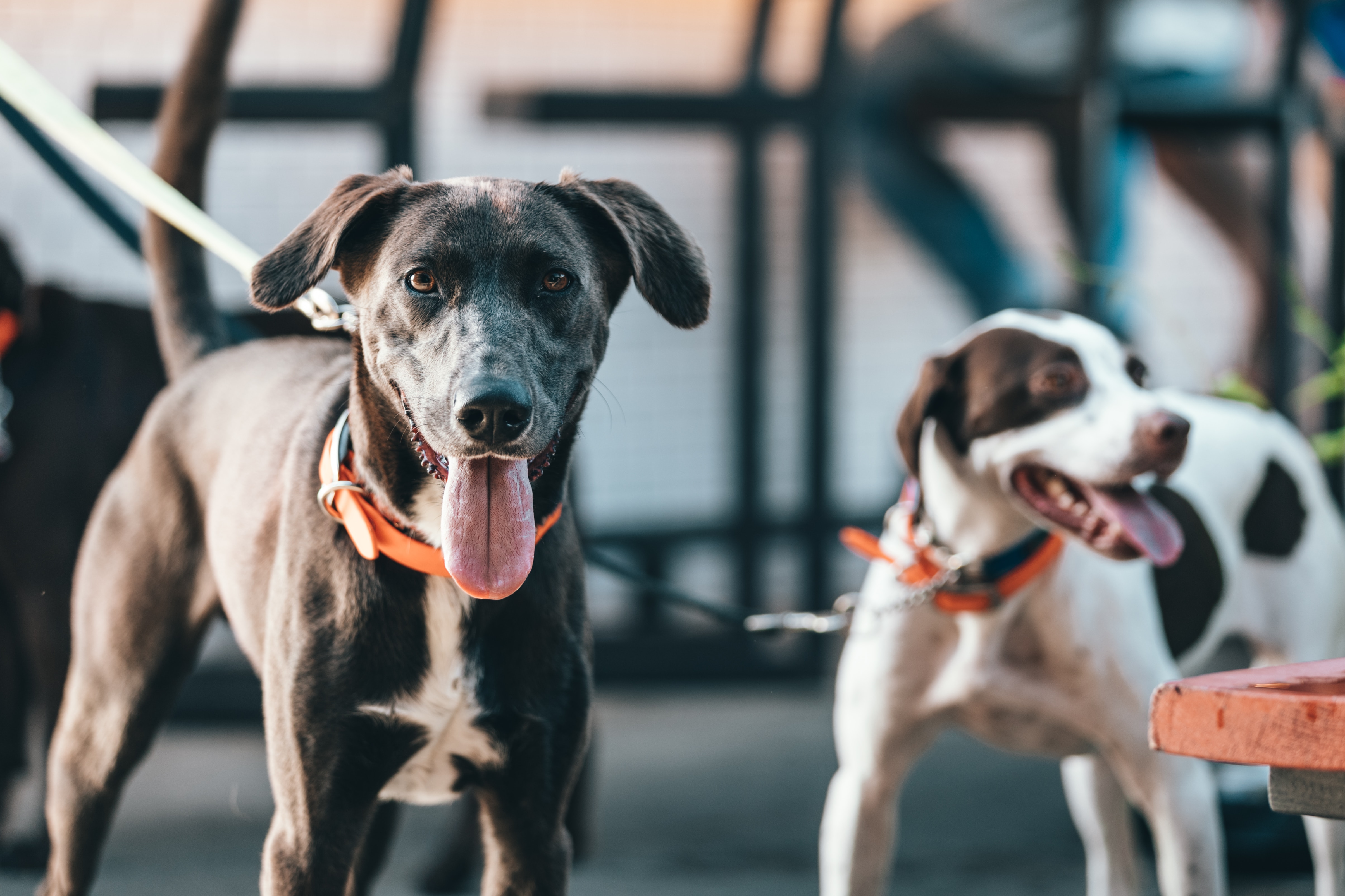 spencer-davis-c-nehsbc5ta-unsplash